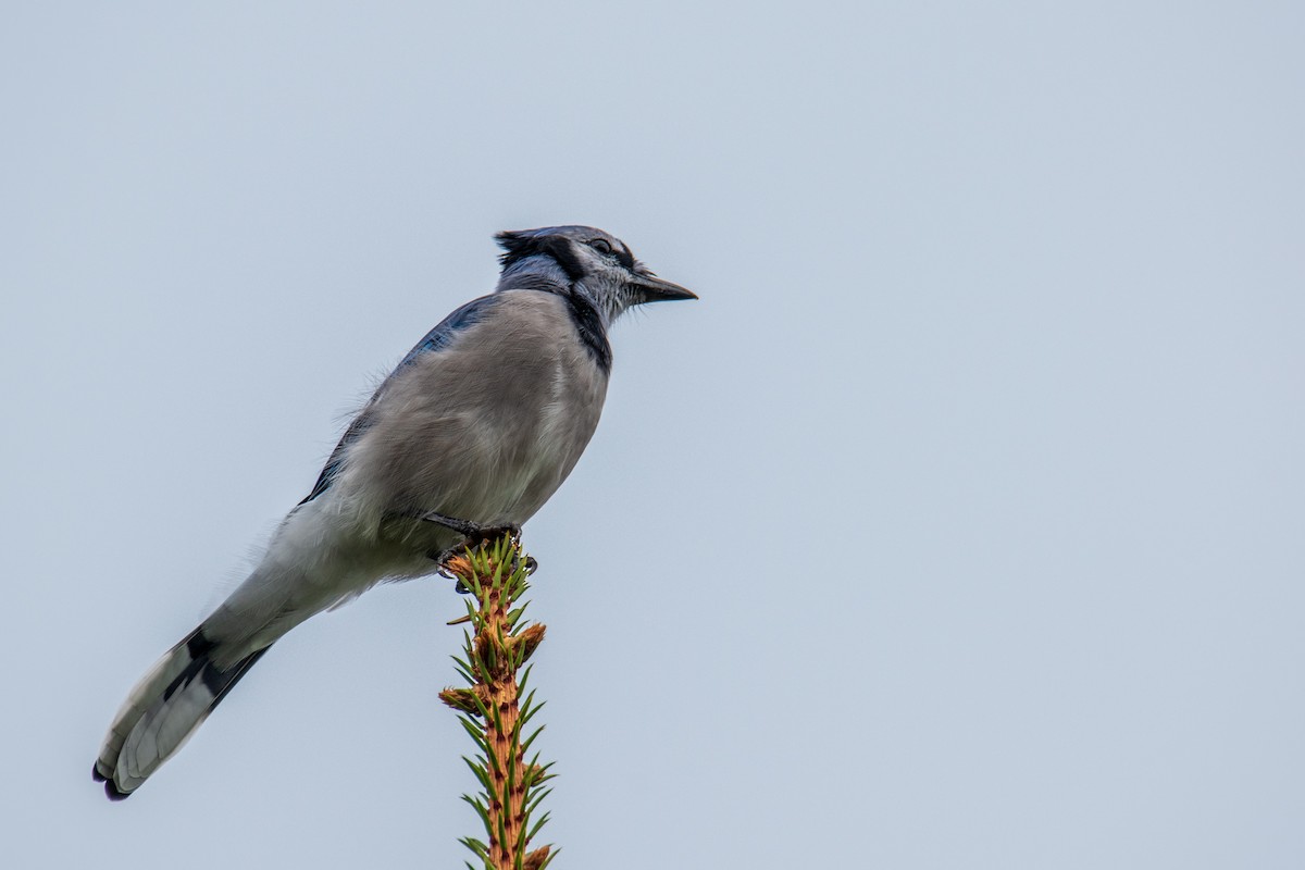 Blue Jay - ML642446347