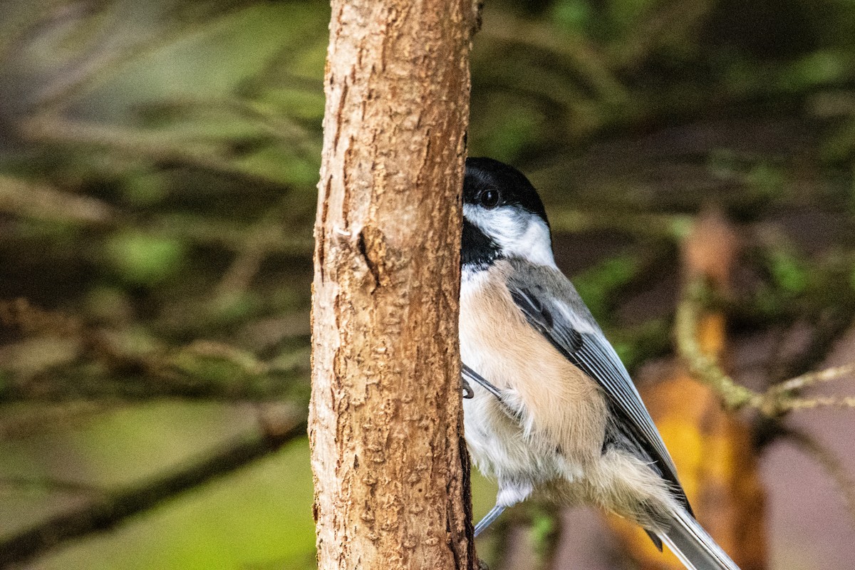 Black-capped Chickadee - ML642446359