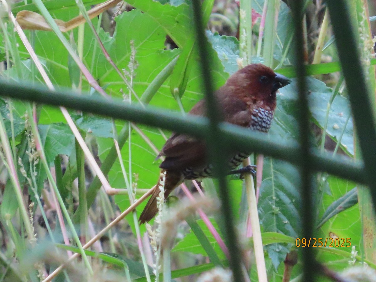 Scaly-breasted Munia - ML642446368