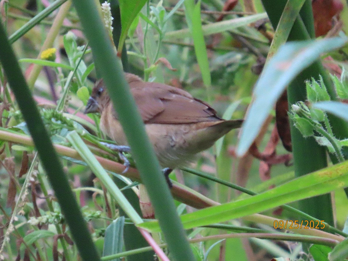 Scaly-breasted Munia - ML642446369