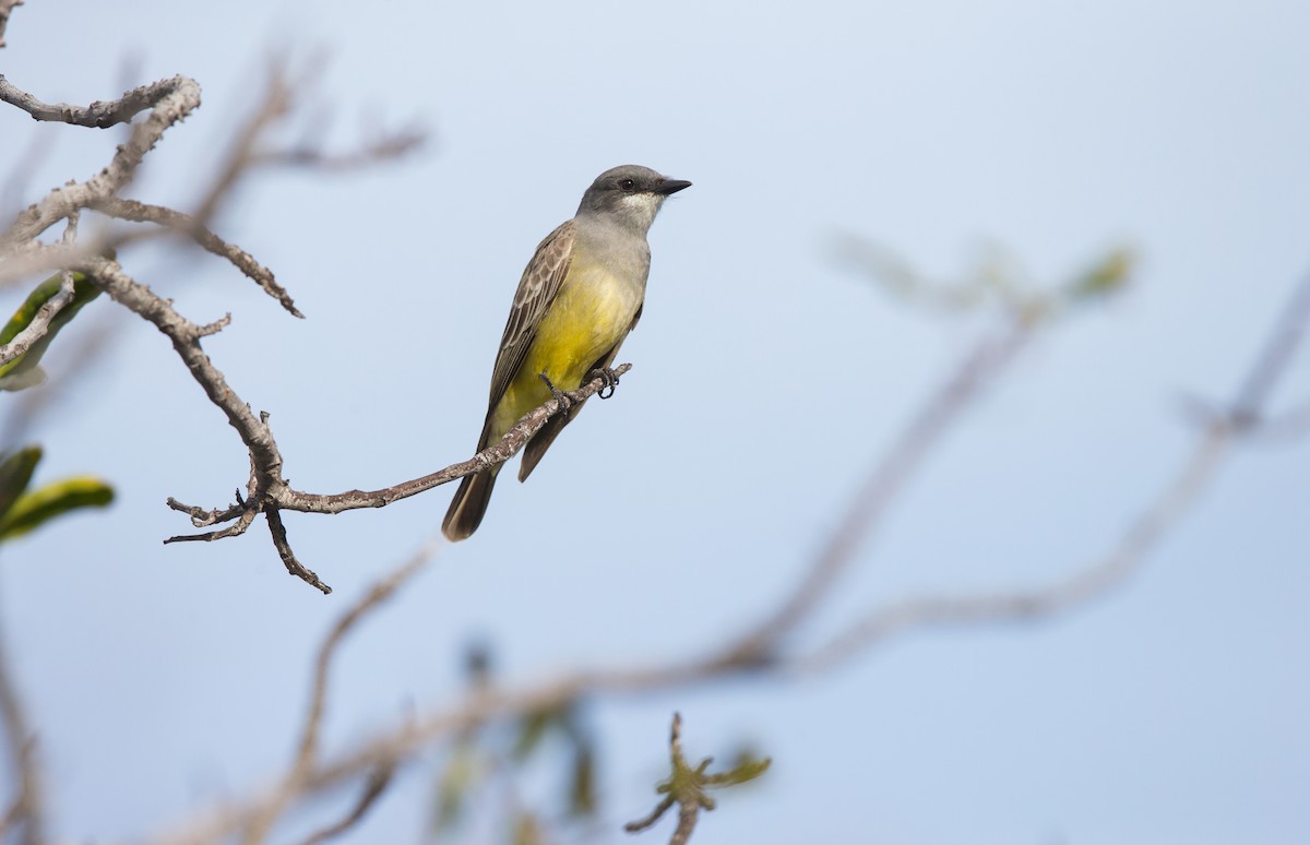 Cassin's Kingbird - ML642446371