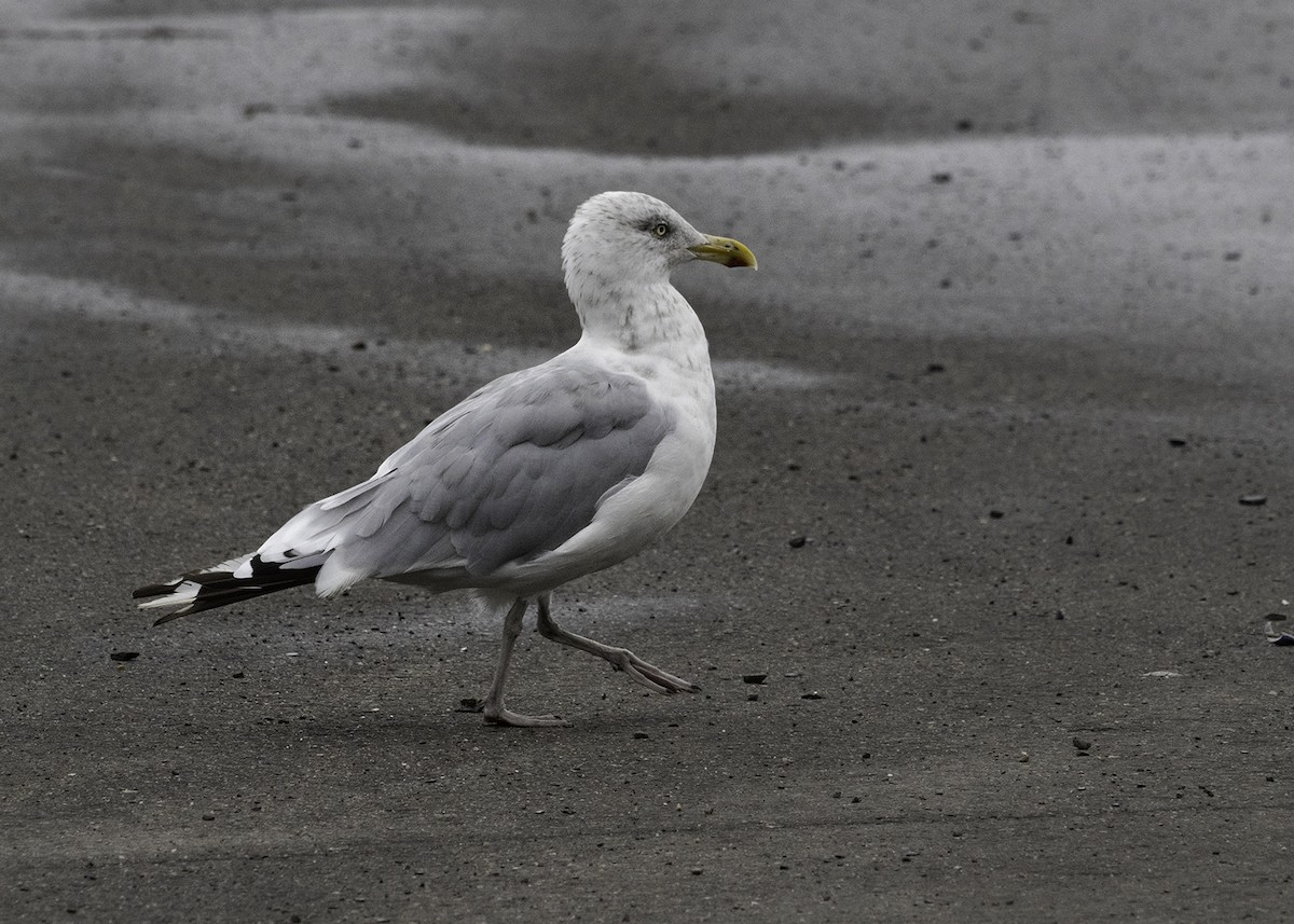 American Herring Gull - ML642446405