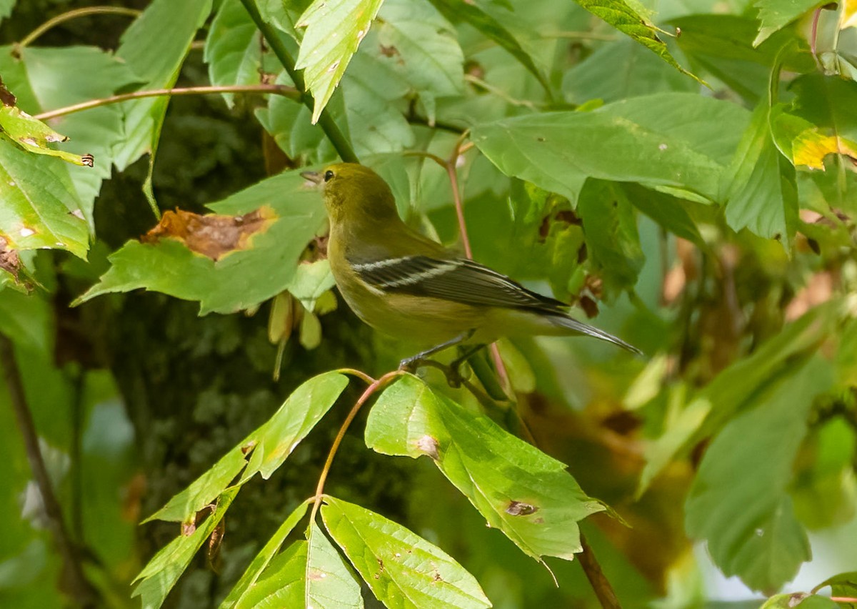 Bay-breasted Warbler - ML642446417