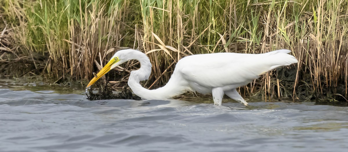 Great Egret - ML642446455