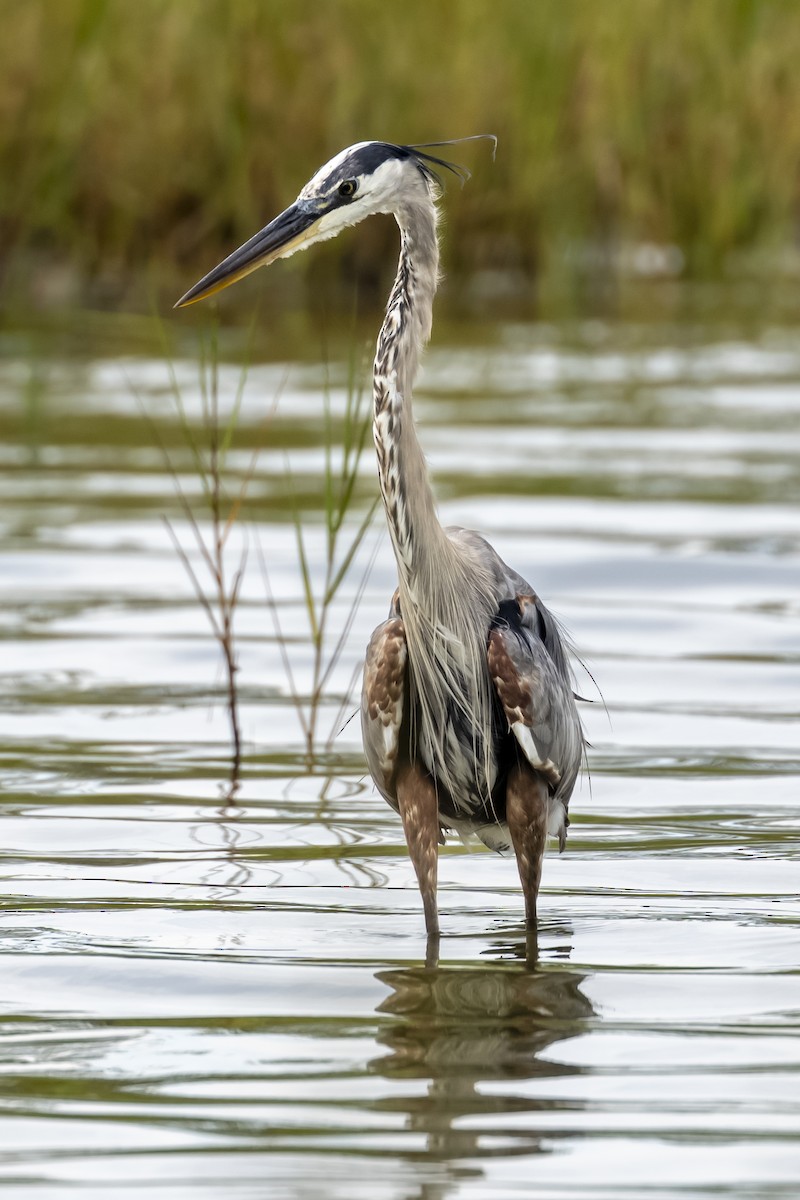 Great Blue Heron - ML642446460