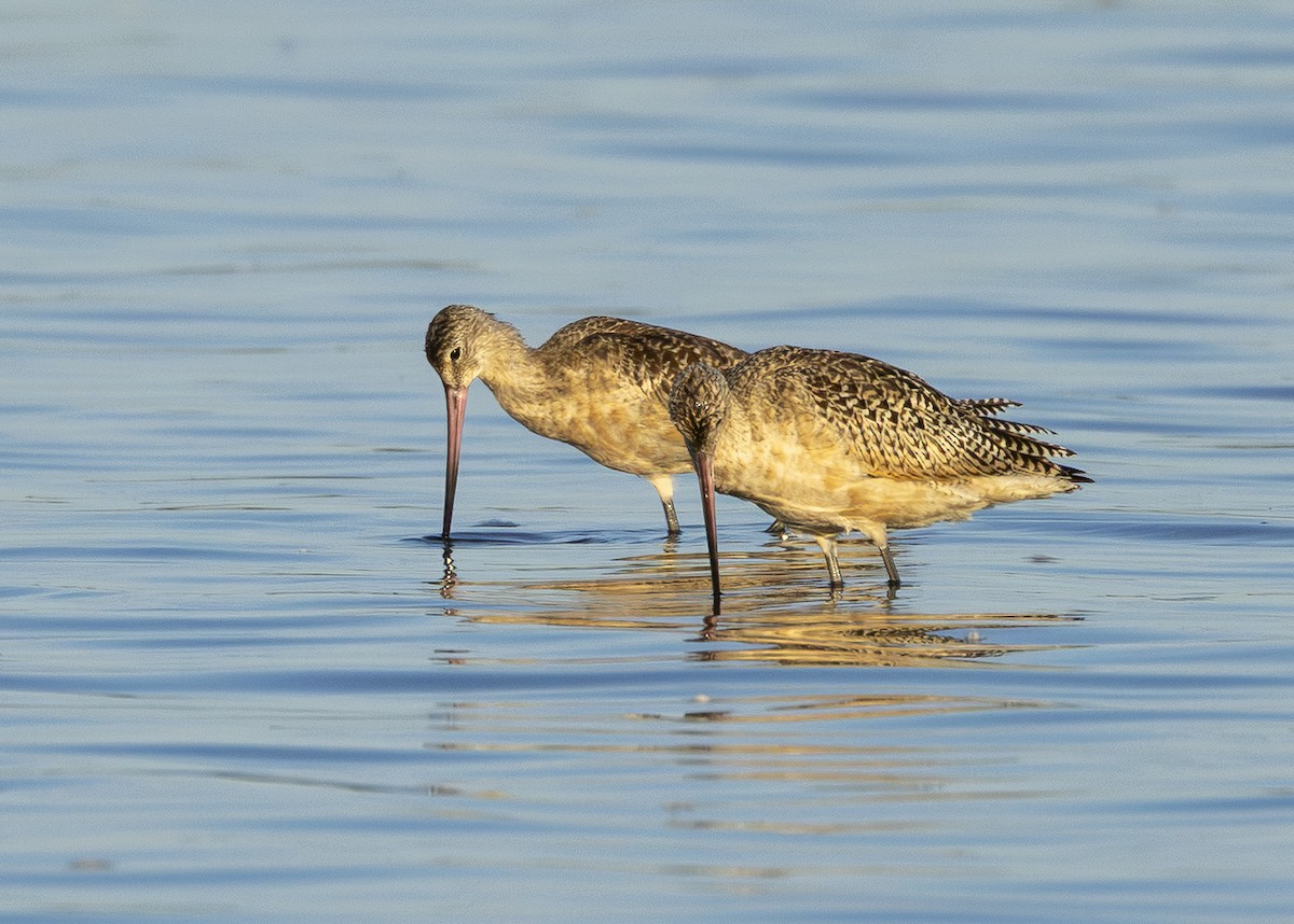 Marbled Godwit - ML642446464