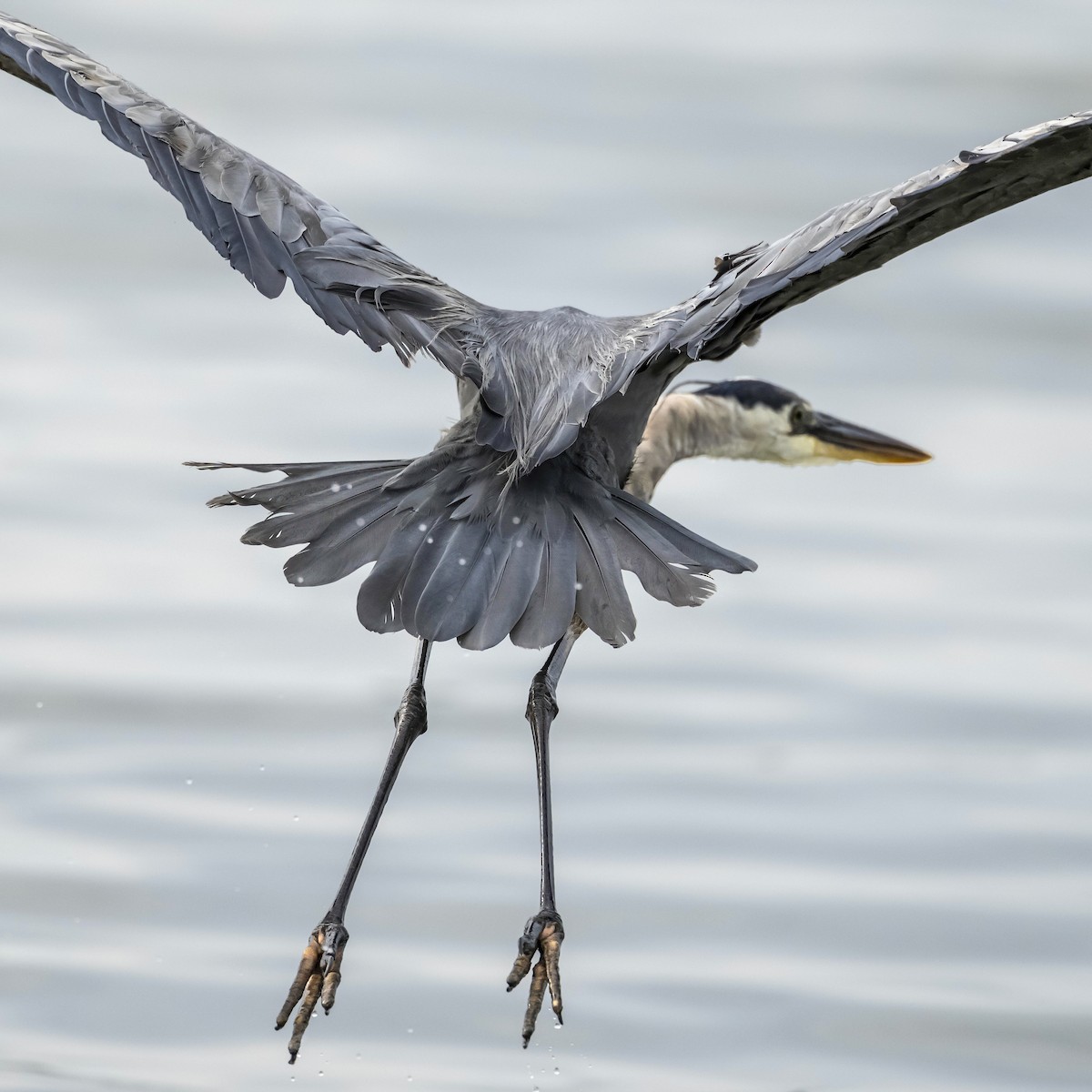 Great Blue Heron - ML642446469