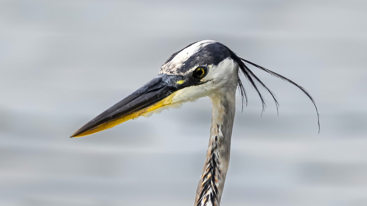 Great Blue Heron - ML642446473