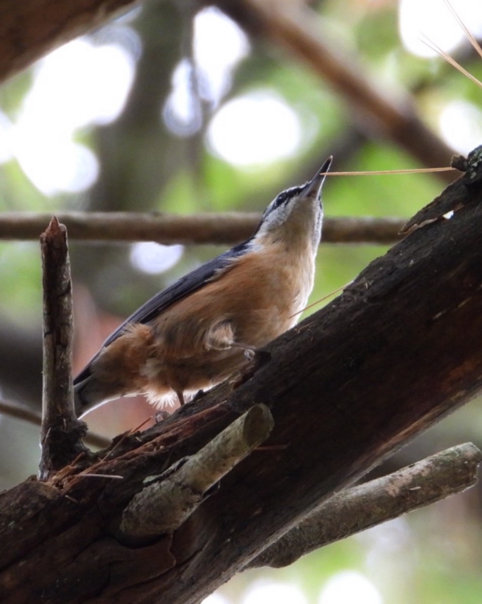 Red-breasted Nuthatch - ML642446474