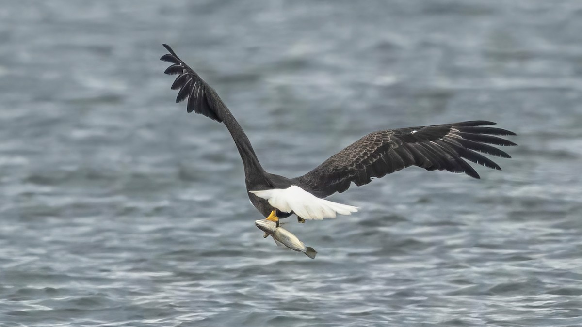 Bald Eagle - ML642446500