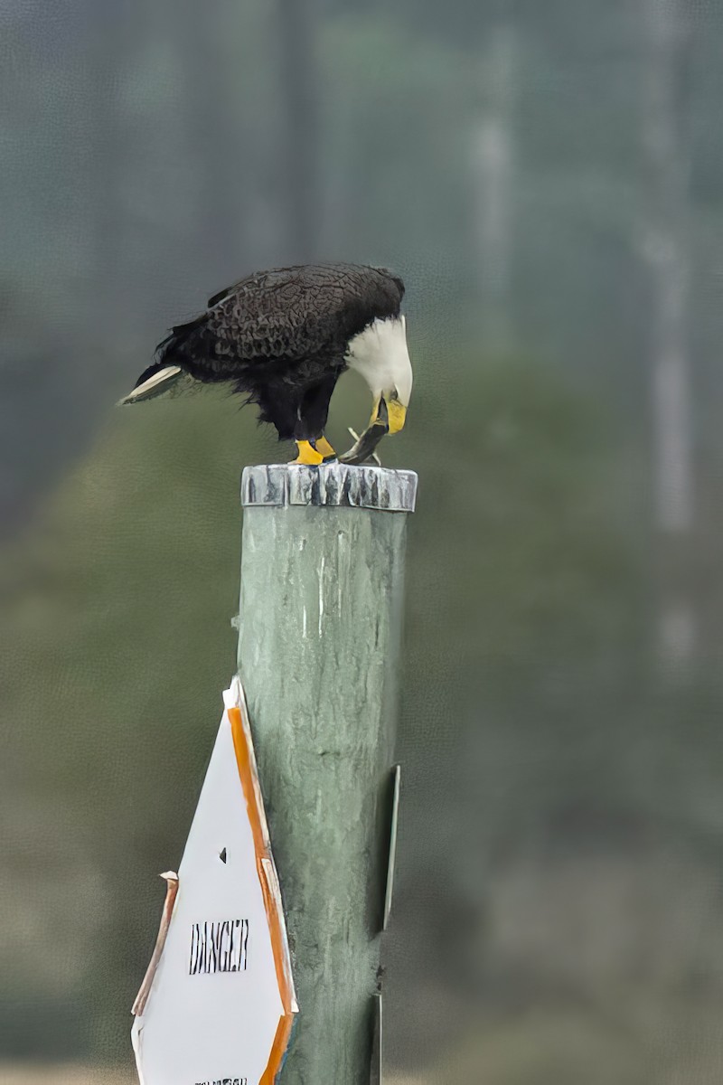 Bald Eagle - ML642446501