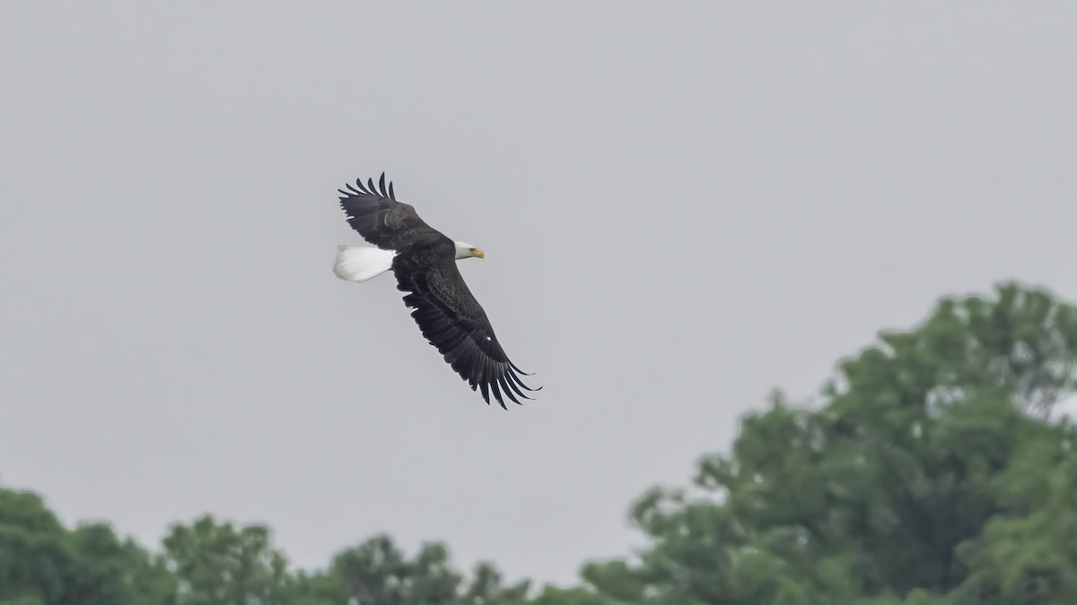 Bald Eagle - ML642446502