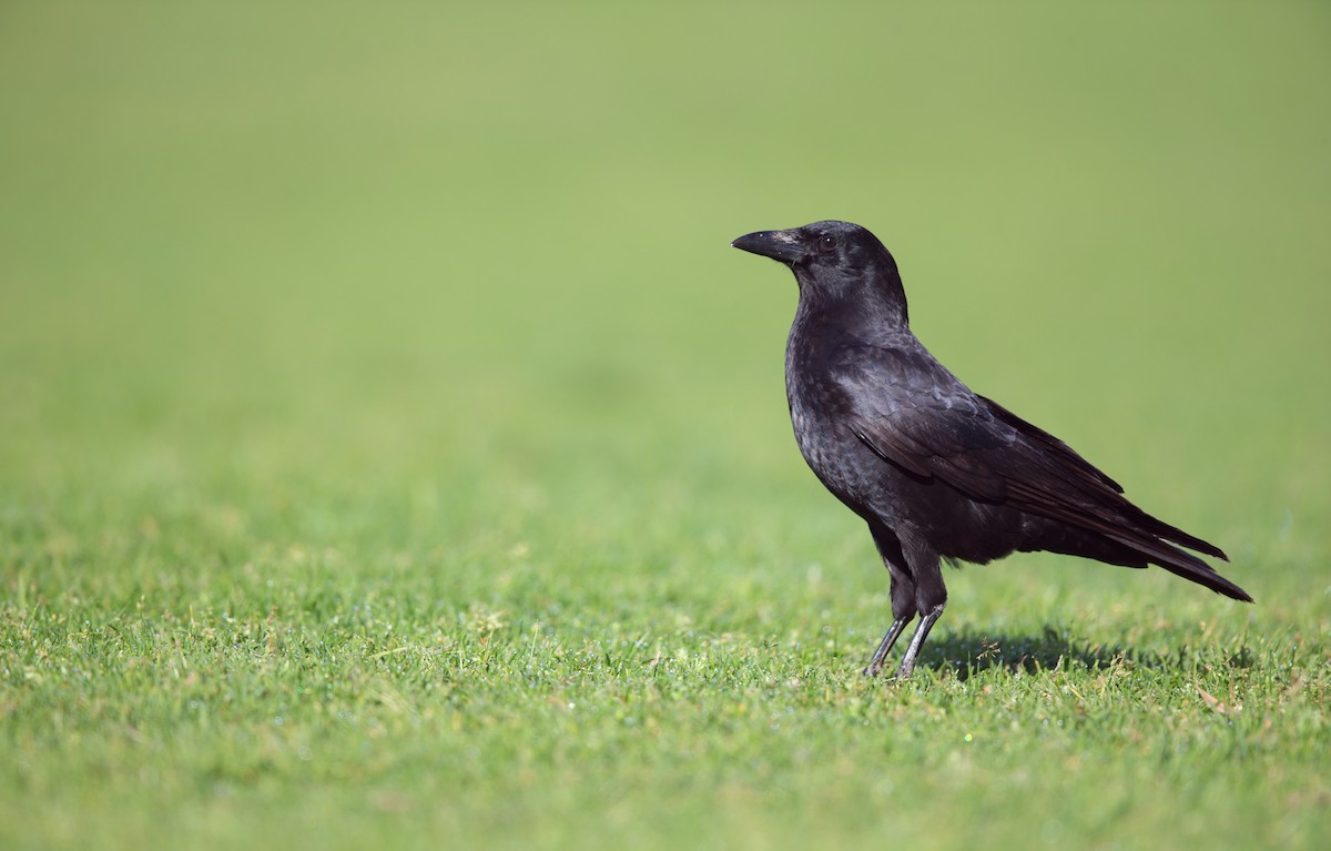 American Crow - ML642446506