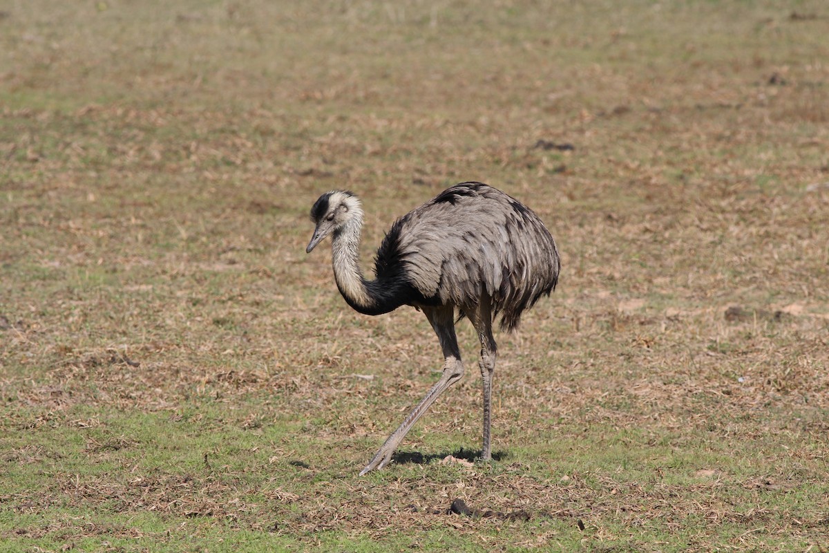 Greater Rhea - Shawn Loewen