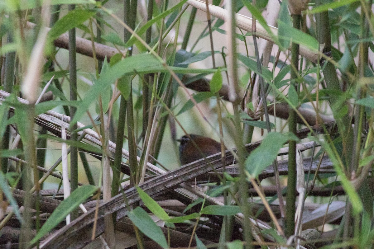 Gray-breasted Wood-Wren - ML642446516