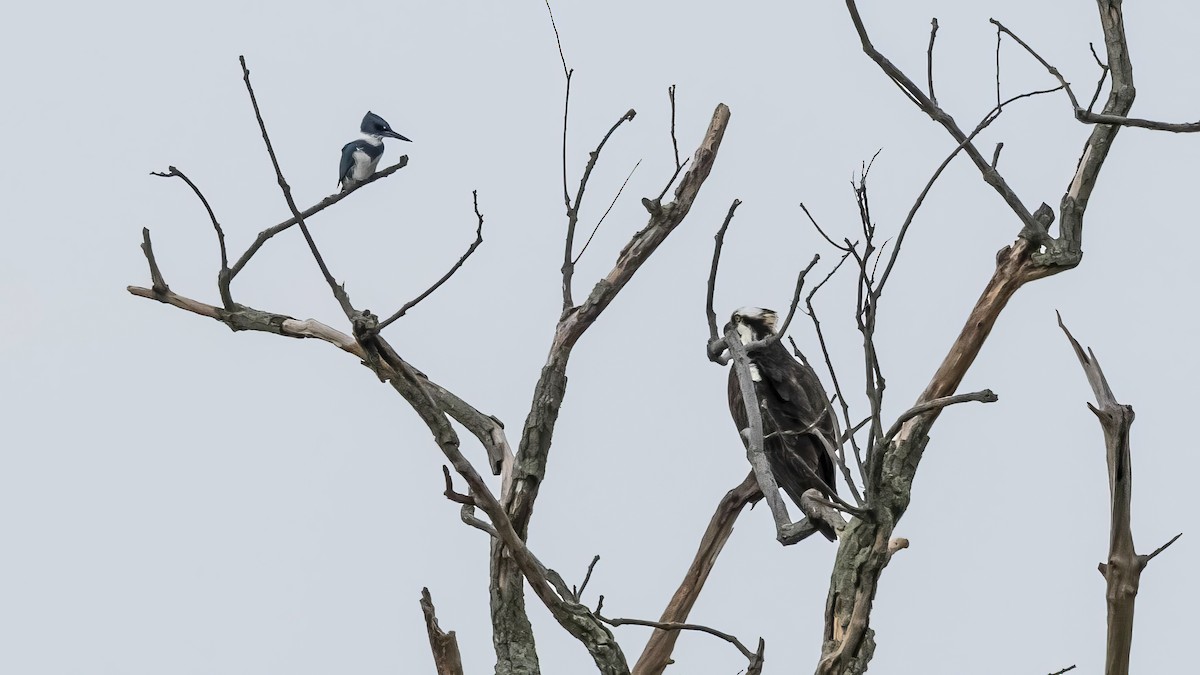 Belted Kingfisher - ML642446536