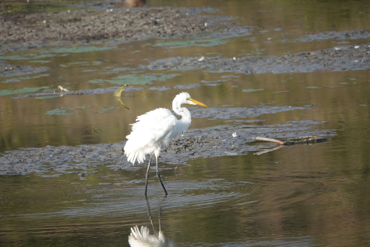 Great Egret - ML642446572