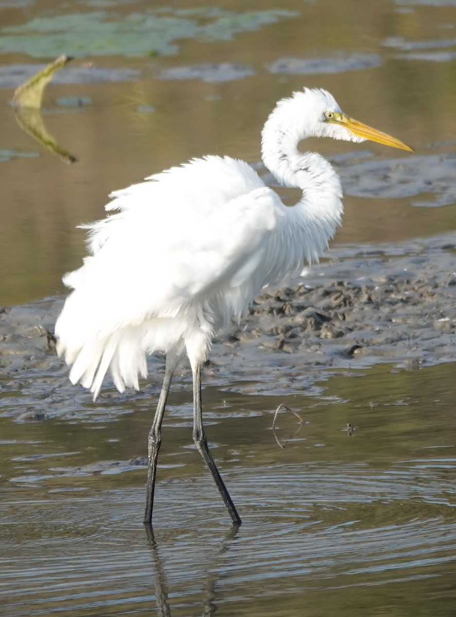 Great Egret - ML642446581