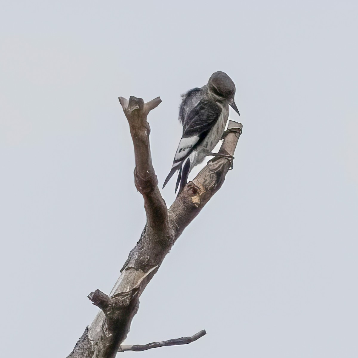 Red-headed Woodpecker - ML642446591