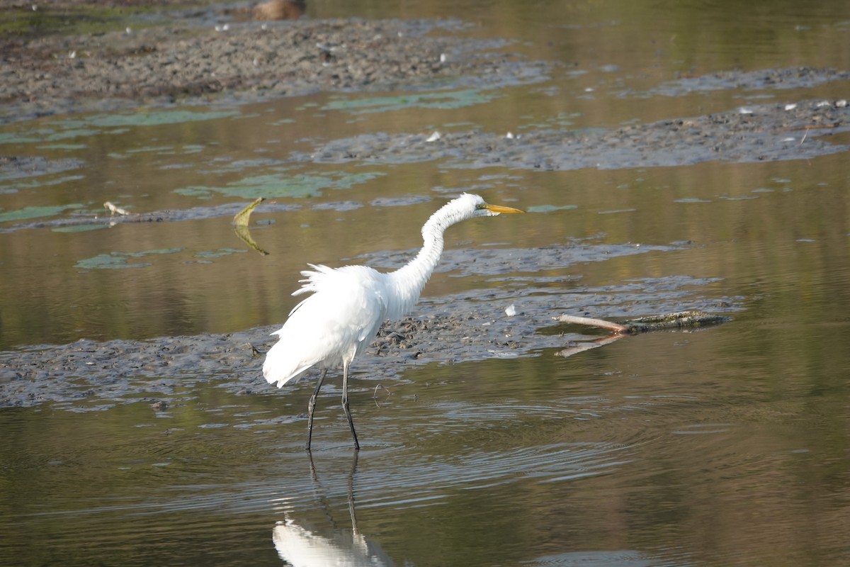 Great Egret - ML642446611