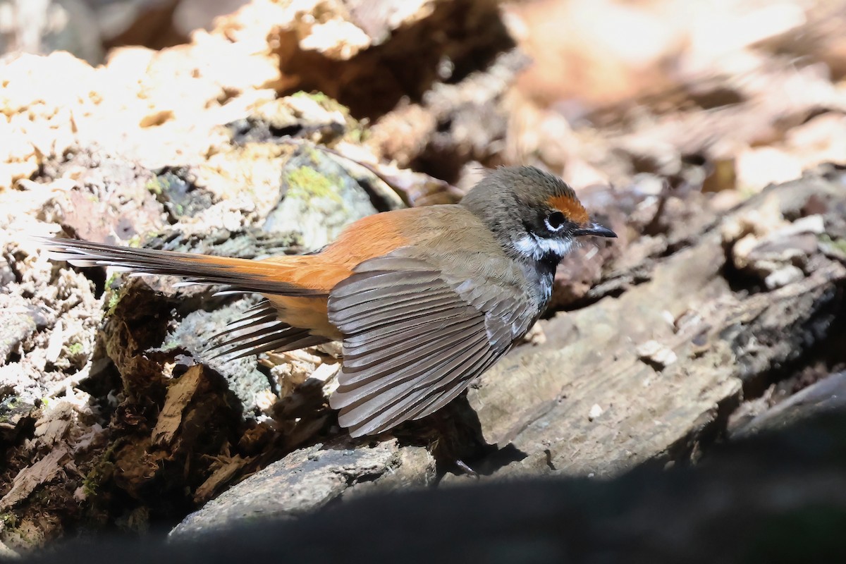 Australian Rufous Fantail - ML642446616