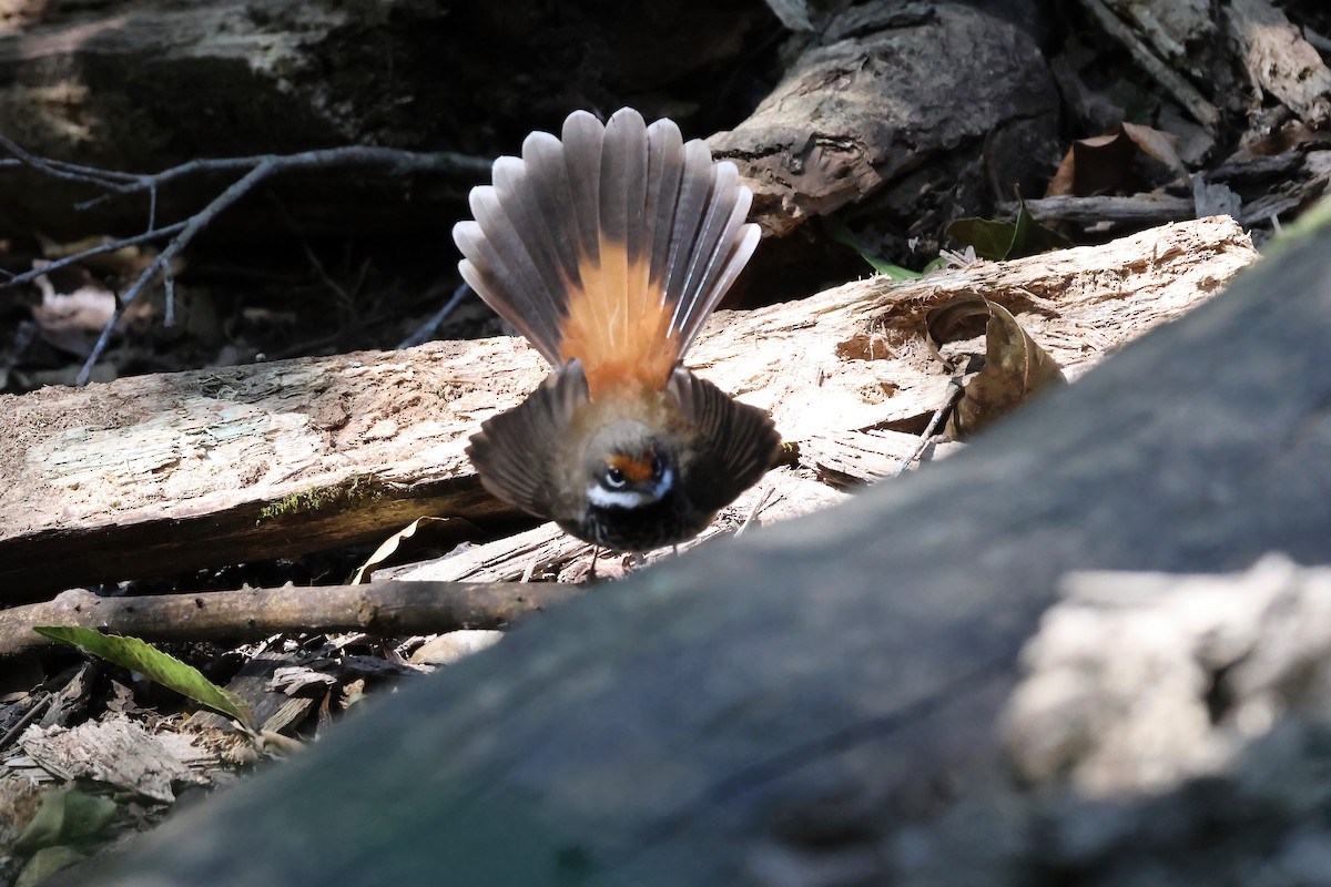 Australian Rufous Fantail - ML642446617