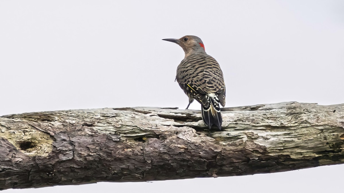 Northern Flicker - ML642446626