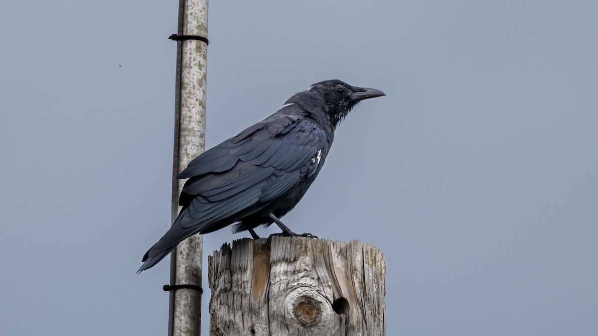 Fish Crow - ML642446628