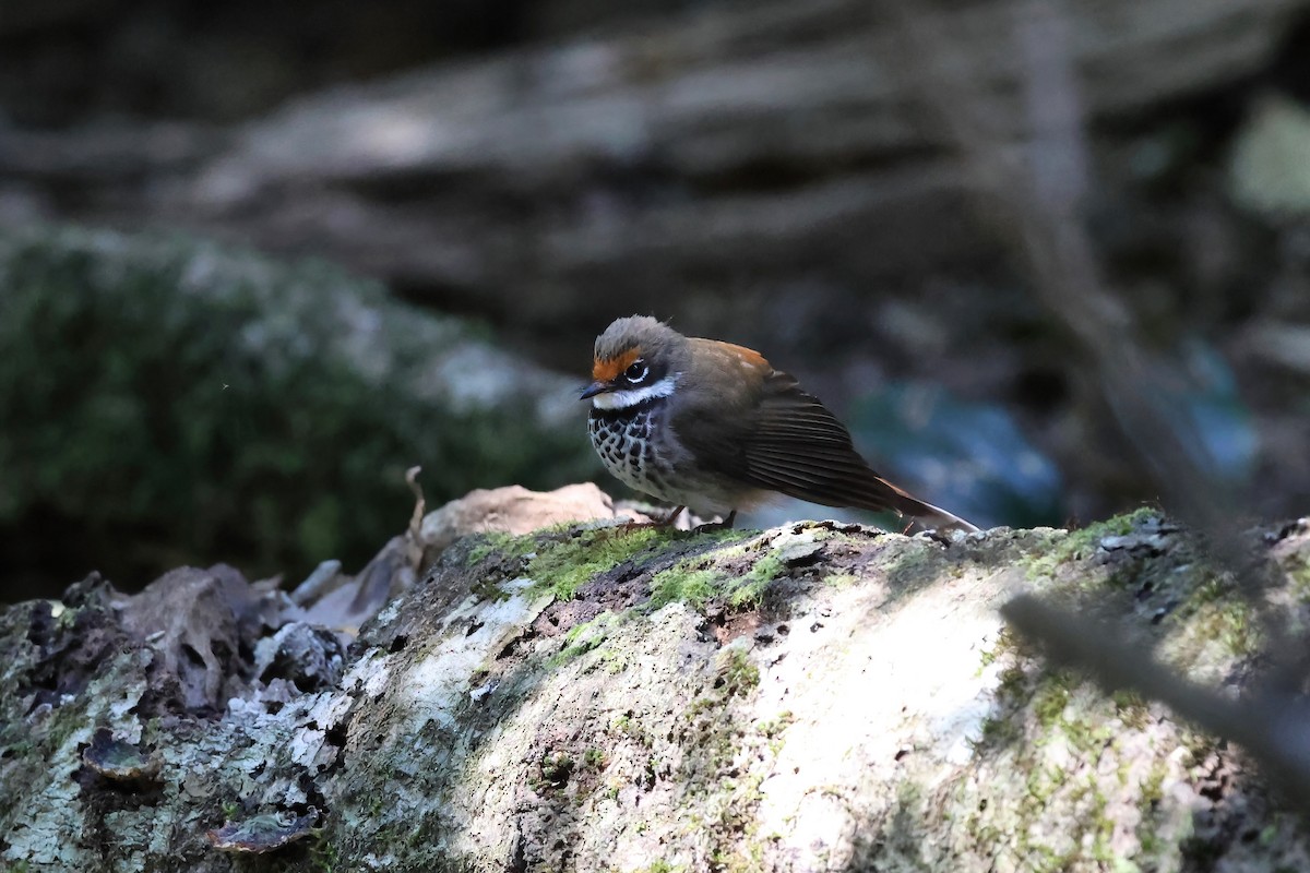 Australian Rufous Fantail - ML642446630