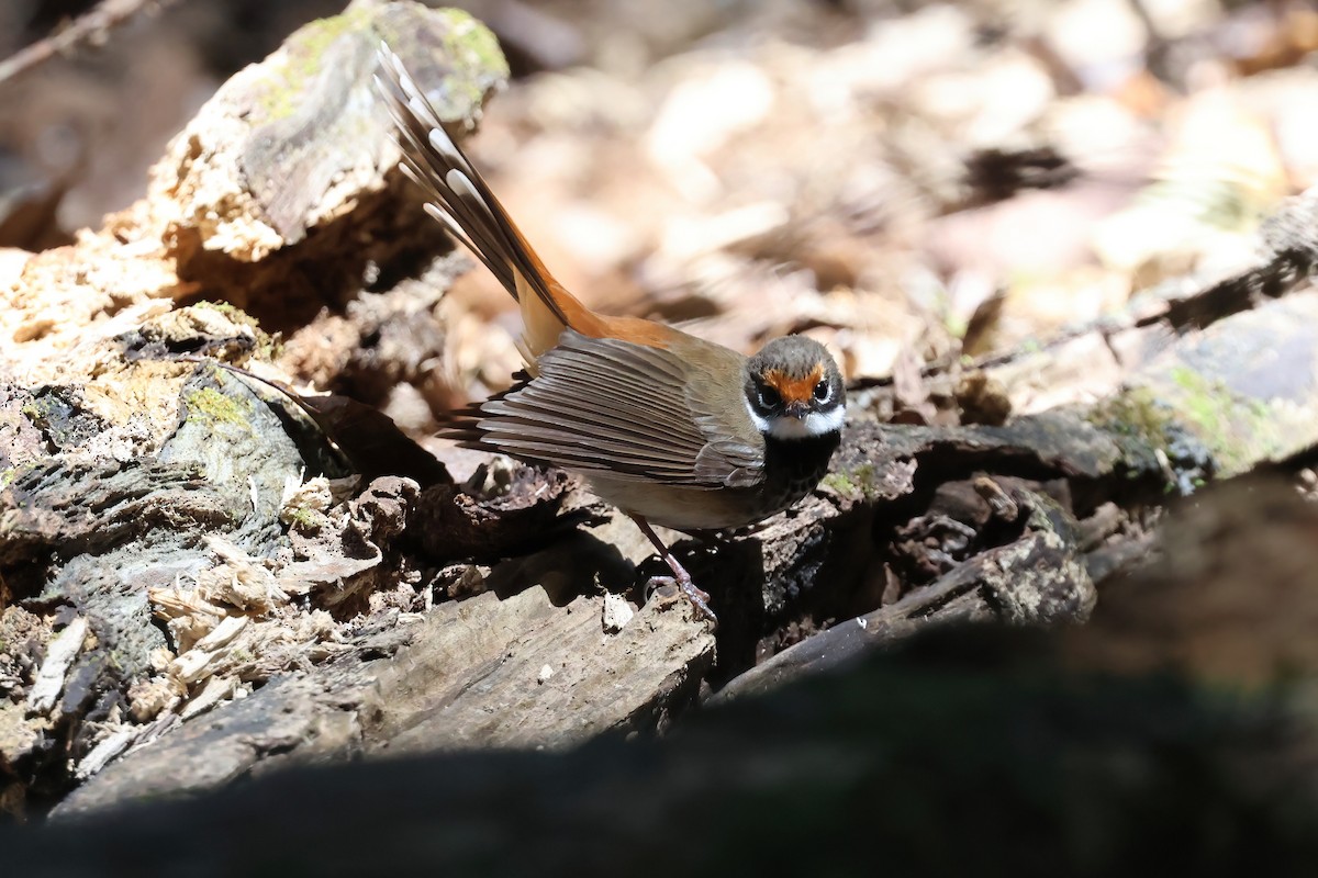 Australian Rufous Fantail - ML642446631