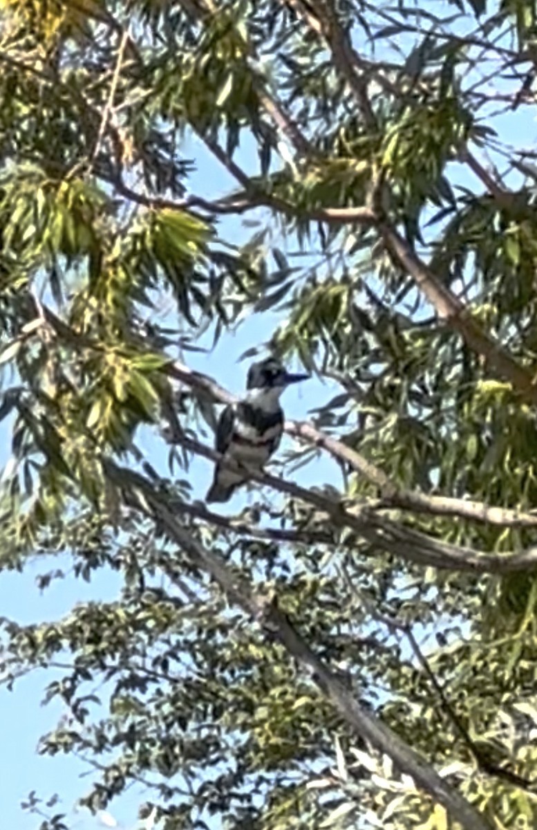 Belted Kingfisher - ML642446632