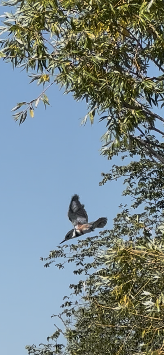 Belted Kingfisher - ML642446633