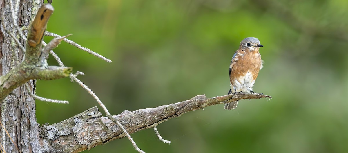 Eastern Bluebird - ML642446635