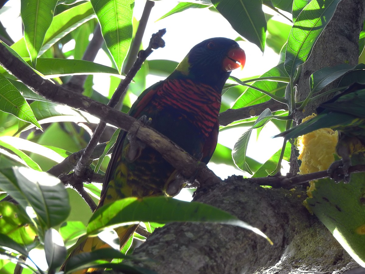 Coconut Lorikeet - ML642446638