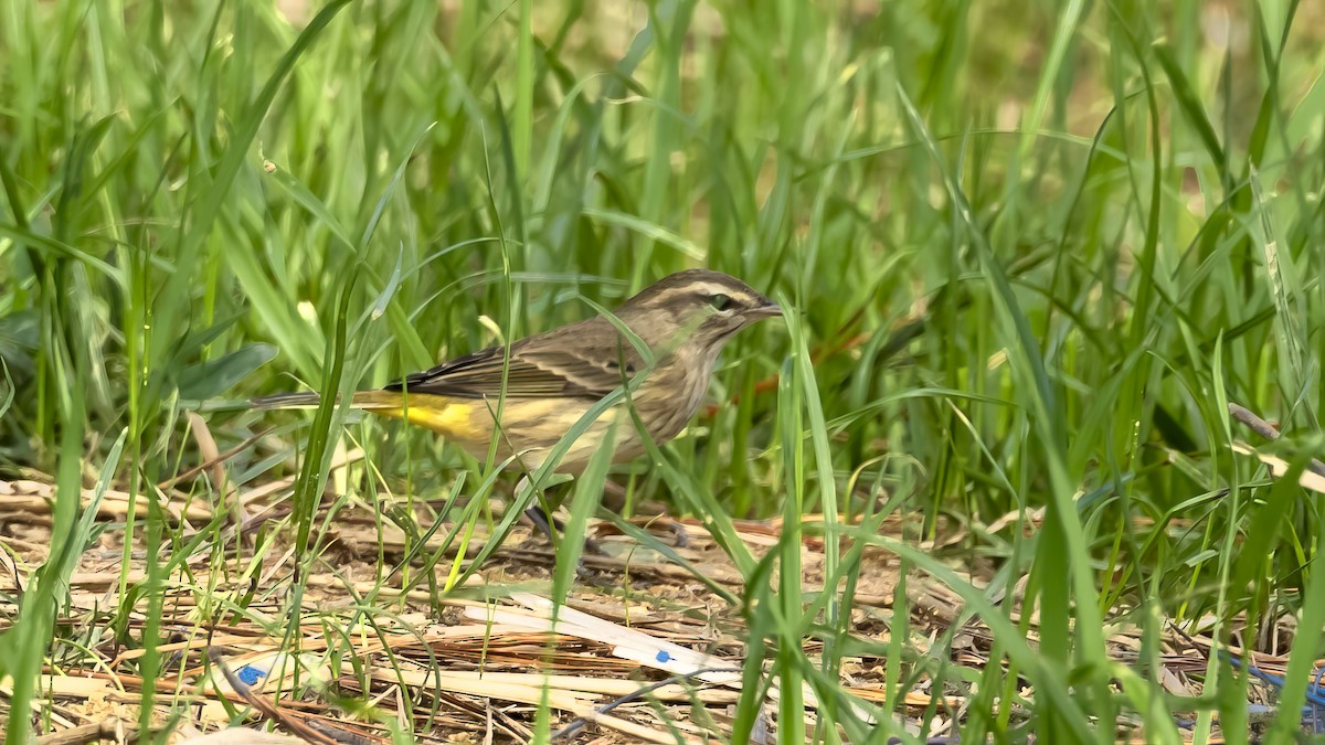Palm Warbler - ML642446639
