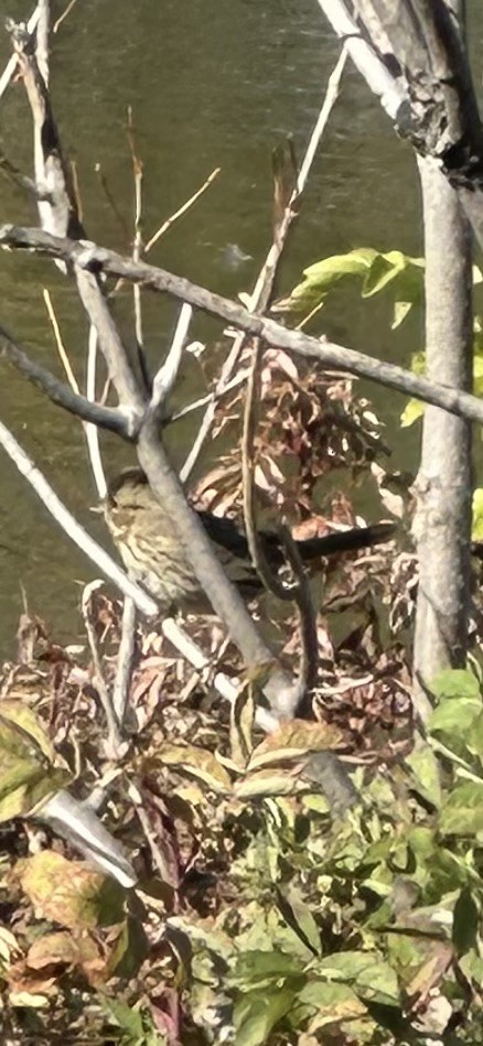 Lincoln's Sparrow - ML642446640