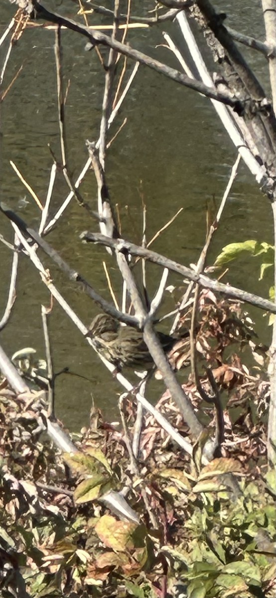 Lincoln's Sparrow - ML642446641