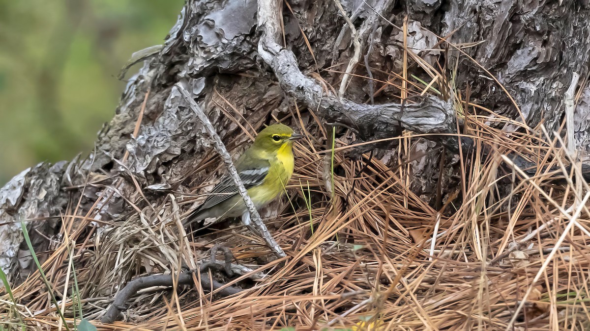 Pine Warbler - ML642446646