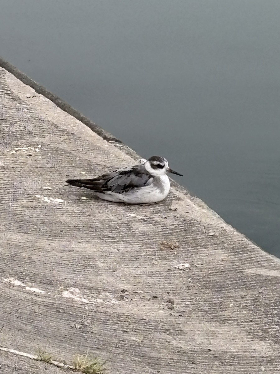 Red Phalarope - ML642446650