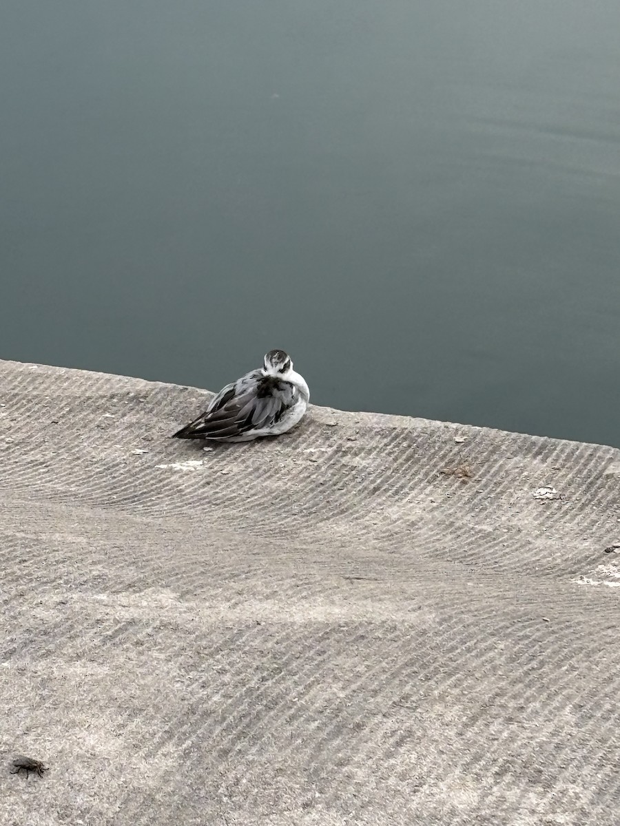 Red Phalarope - ML642446651