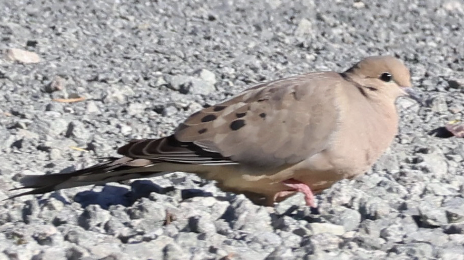 sørgedue - ML642446652