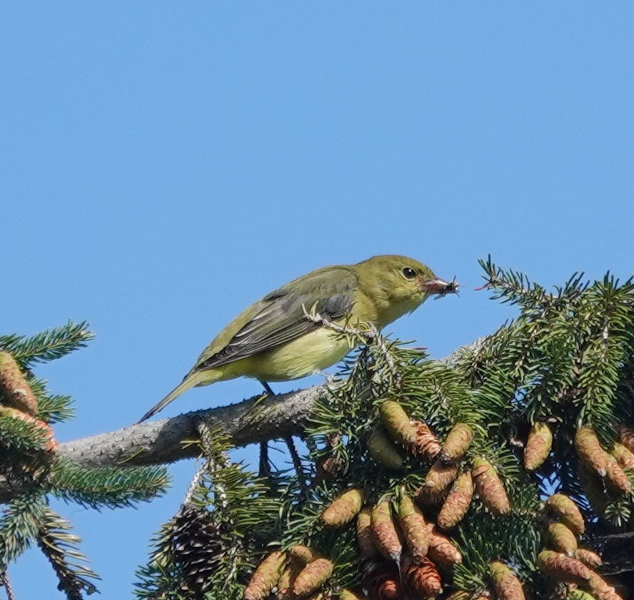 Scarlet Tanager - ML642446654