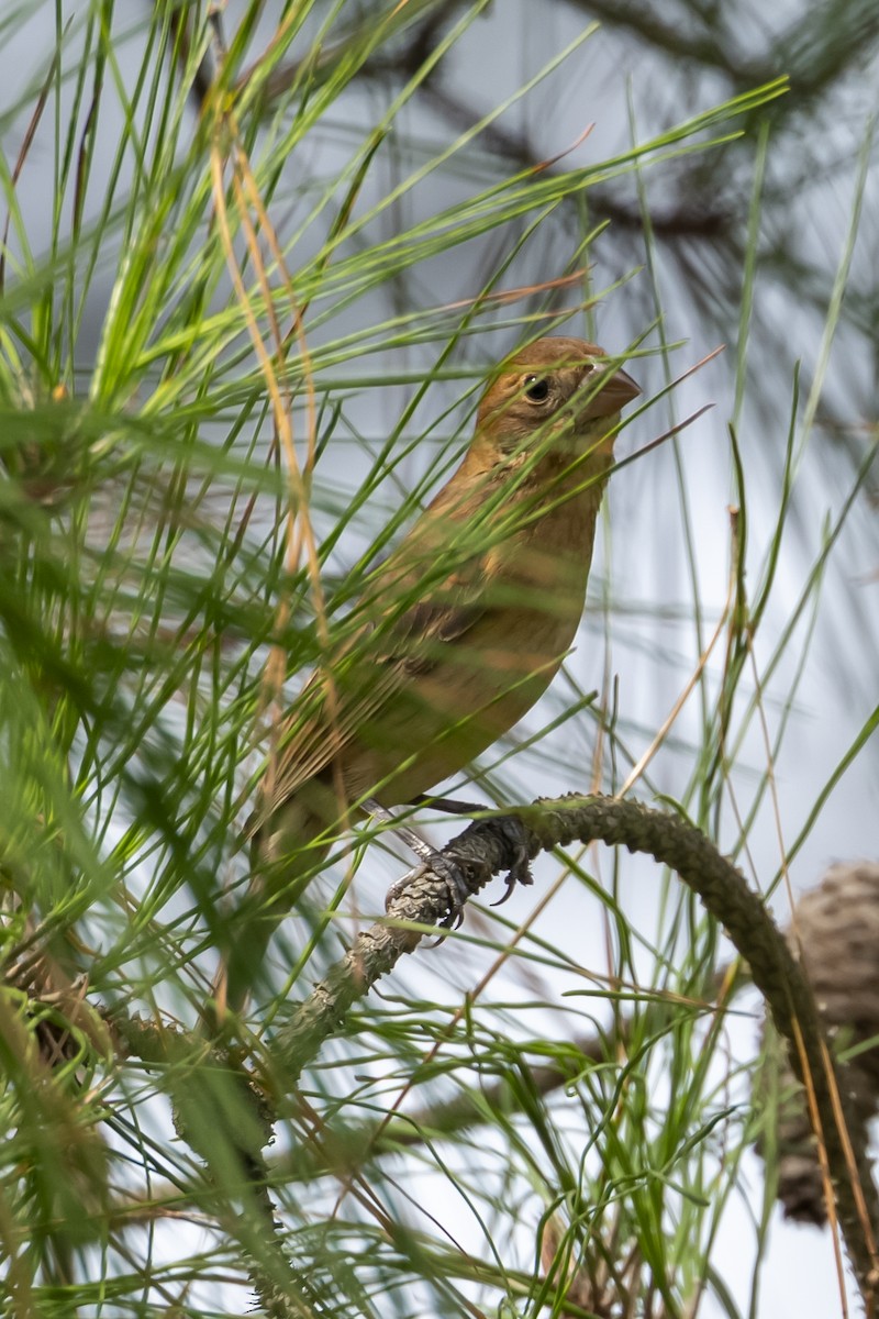 Blue Grosbeak - ML642446656