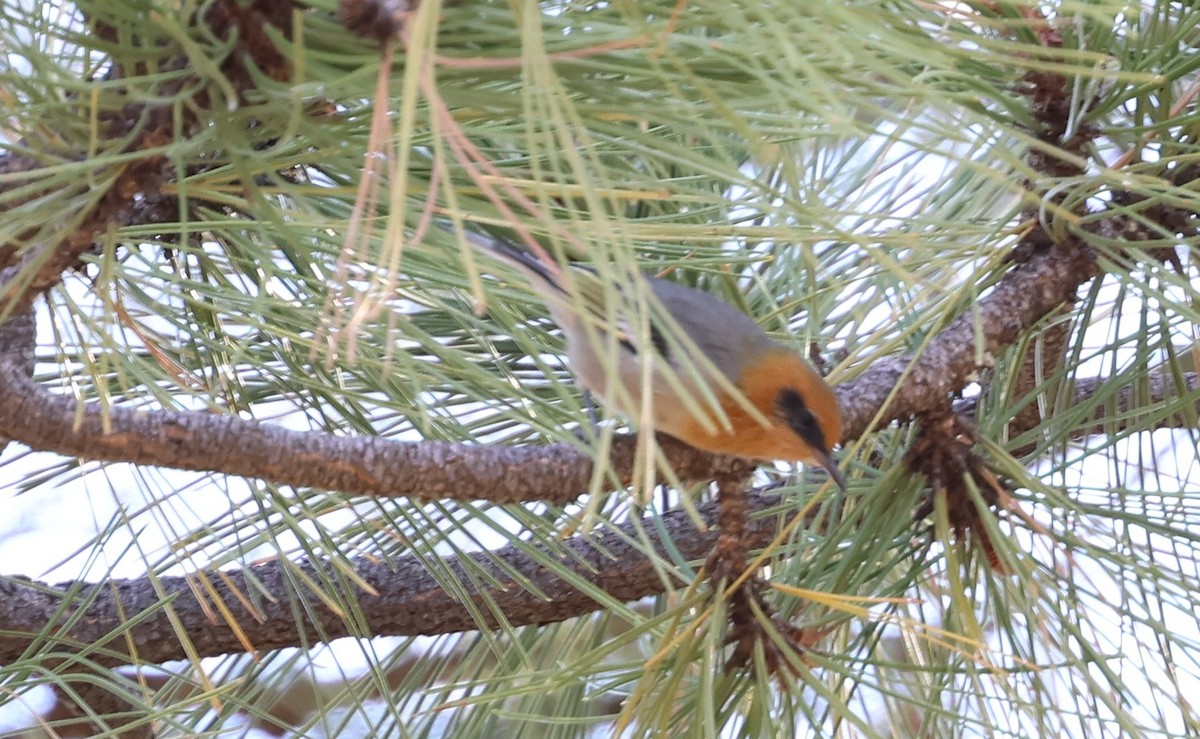 Olive Warbler - ML642446657