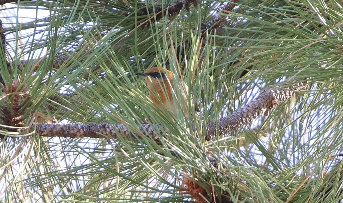 Olive Warbler - ML642446658