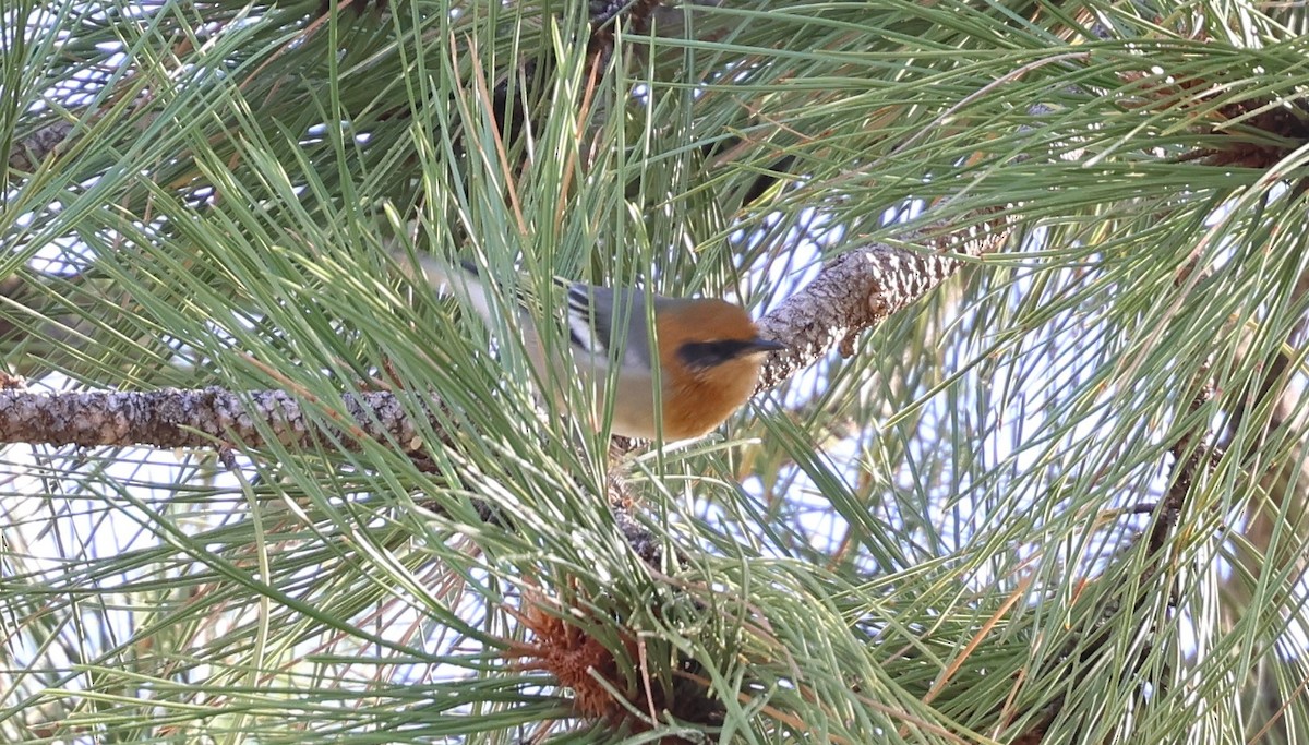 Olive Warbler - ML642446659