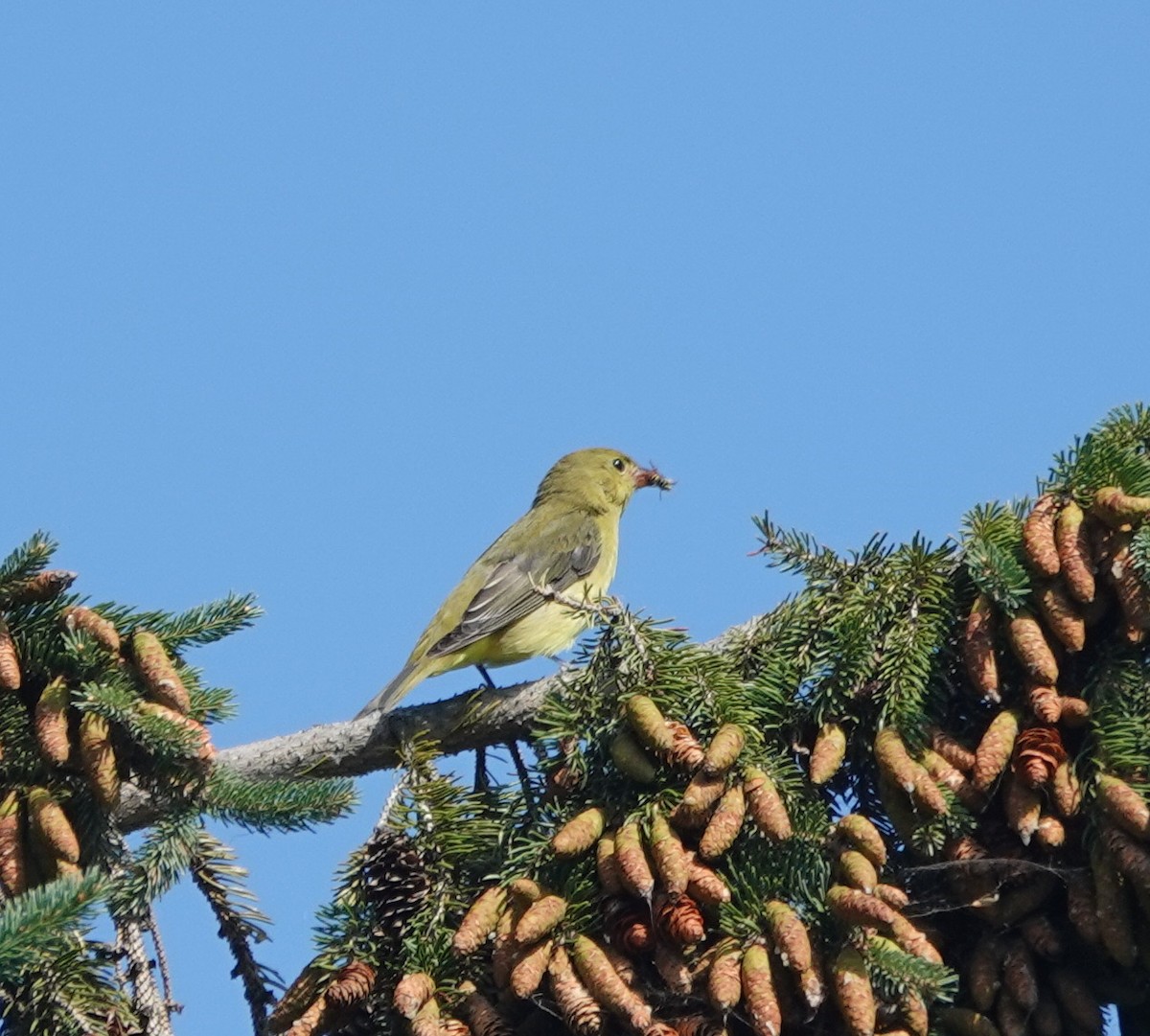 Scarlet Tanager - ML642446669