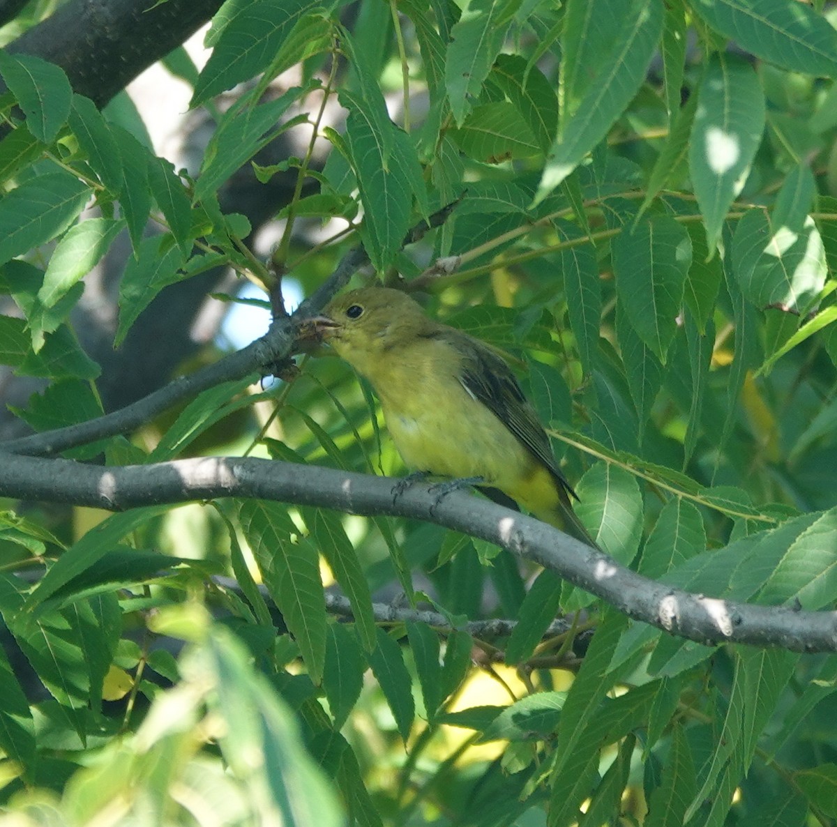 Scarlet Tanager - ML642446674
