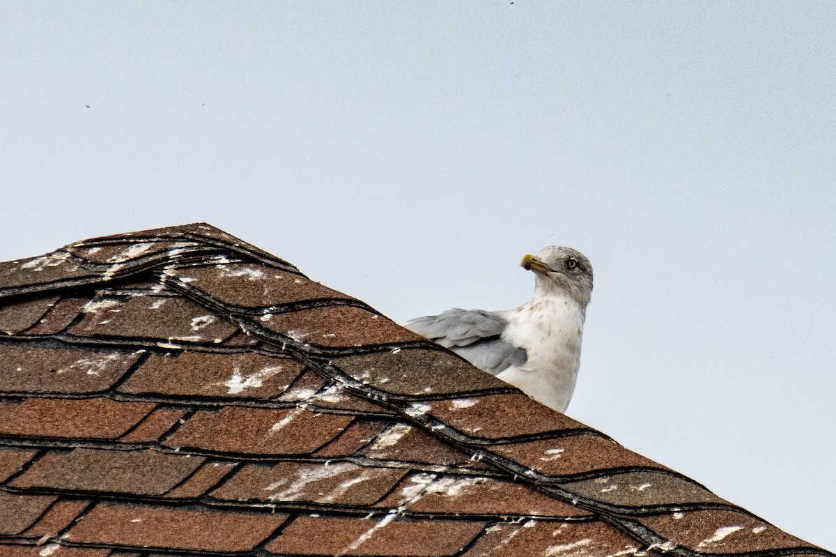 American Herring Gull - ML642446677