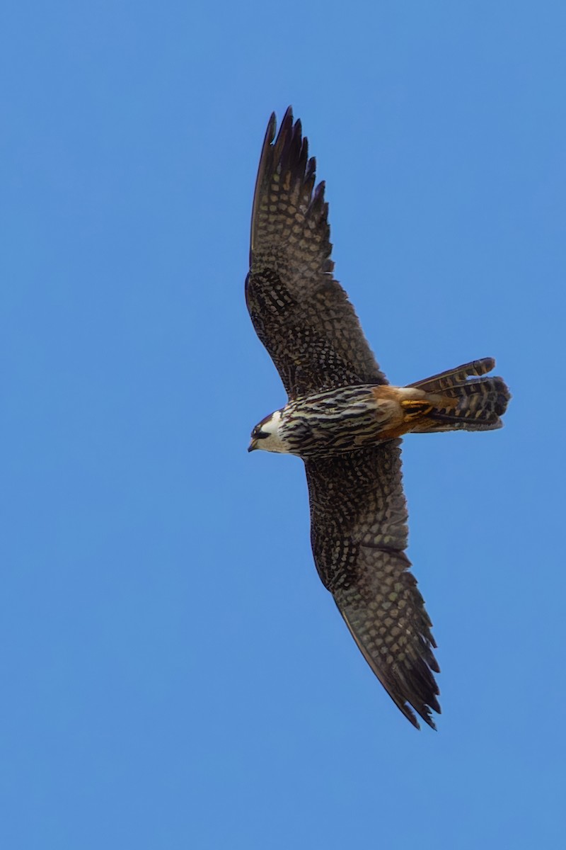 Eurasian Hobby - ML642446697